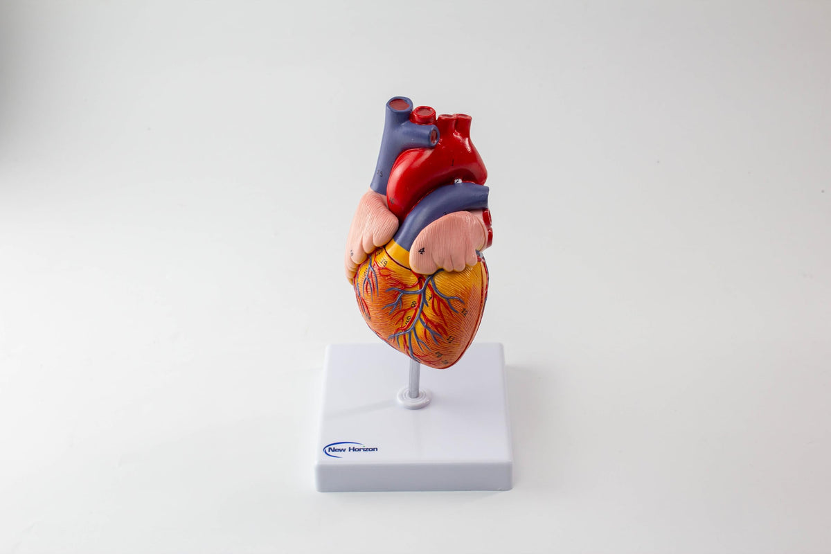 NEW HORIZON 2-Parts Life Size Human Heart Anatomical Model,48 Accurate Numbered Structures Cardiac,Anatomy Model,Number Manual,Magnets,Display Base,for Classroom Cardiology Resuscitation mannequins