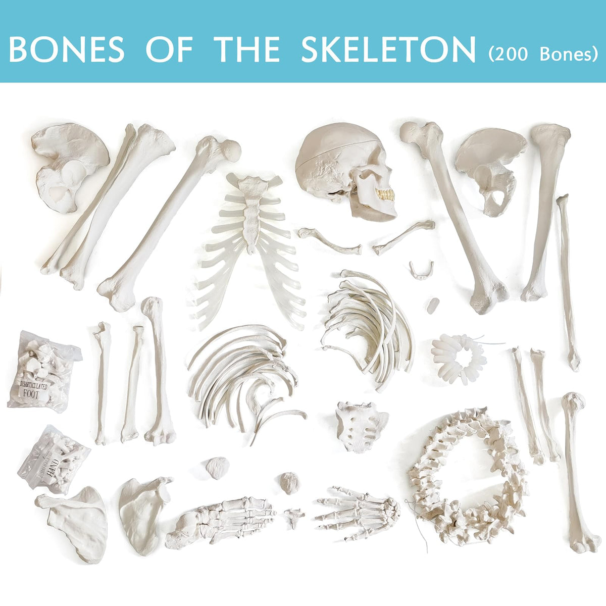 Human Model of Skeleton for Anatomy 67“ High with 200+ Bones Structures,Scientific Disarticulated Human Model of Skeleton Bundle for Anatomy, Bones, Articulated Hand & Foot