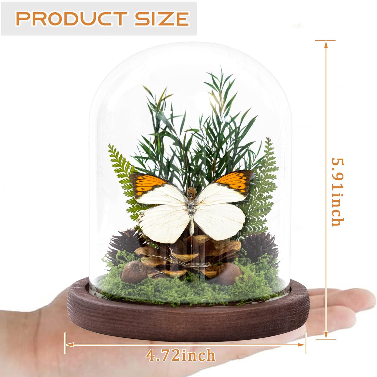 Glass Taxidermy Butterfly Shadow Box, Butterfly Gifts for Women Girls with Glass Cover, Light Up Butterfly Decor for Bedroom Office Living Room Desk (Not Include Battery)