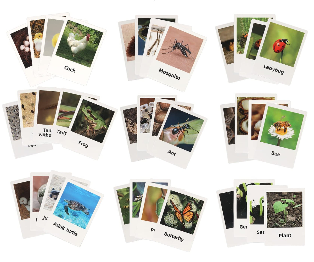 MIKNEKE Montessori Bee Life Cycle with Flash Cards, Realistic Animal Figurines Toy, Animal Educational Matching Game for 3+ Year Old Toddlers Kids (Bee)