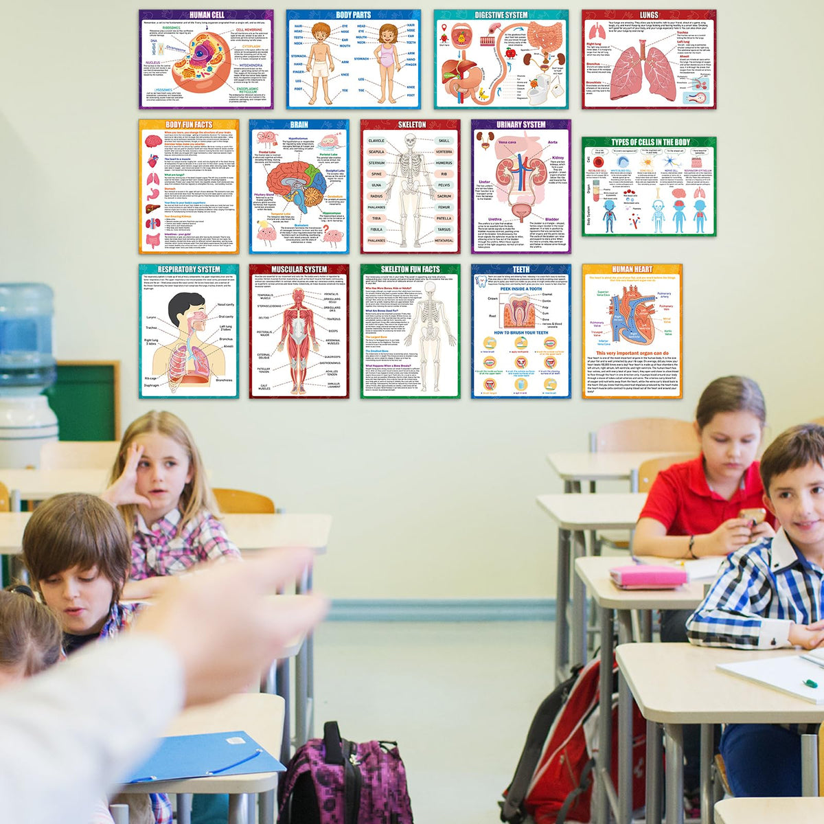 14Pcs Human Anatomy Posters Educational Learn Body Parts physiology study charts Wall Art Print Classroom Decorations for Kids Primary Middle High School Curriculum Homeschool Activity 11 x 14.7 In