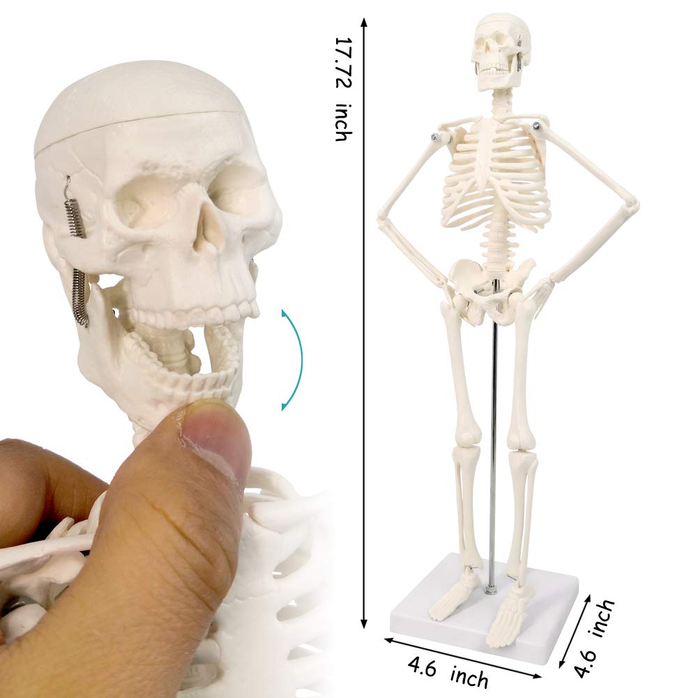 Human Skeleton Model,Skull Model,Heart Models-Best Anatomy Model Bundle Set of 3 Hands-on 3D Model Study Tools for Medical Student or as Educational Kit for Kids