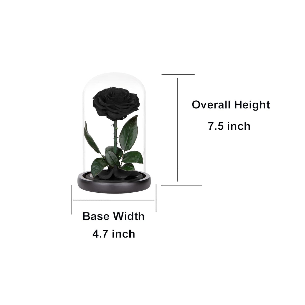 Preserved Roses Black Roses in Glass Dome, Medium, Preserved Flowers for Women