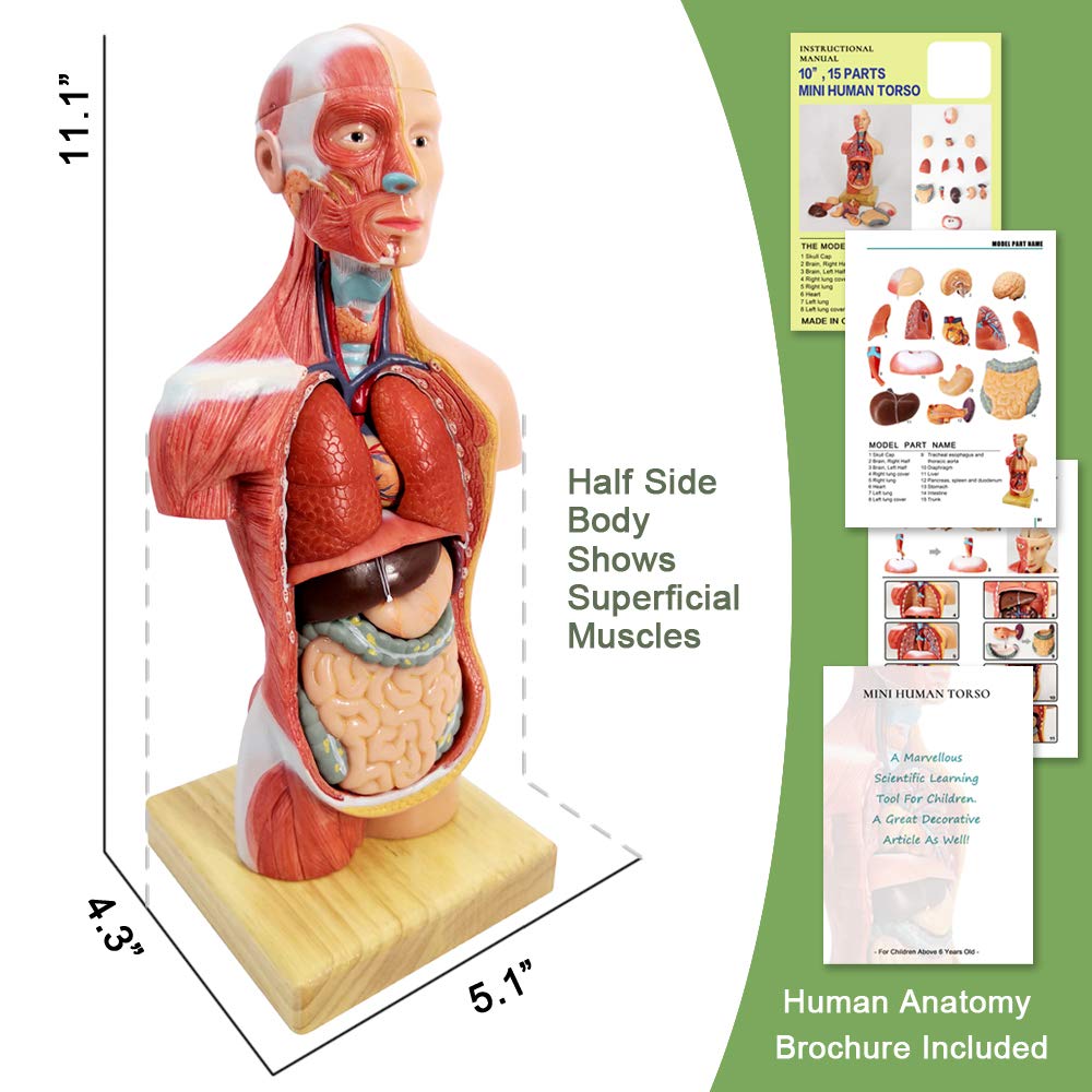 Human Skeleton Model,Skull Model,Heart Models-Best Anatomy Model Bundle Set of 3 Hands-on 3D Model Study Tools for Medical Student or as Educational Kit for Kids