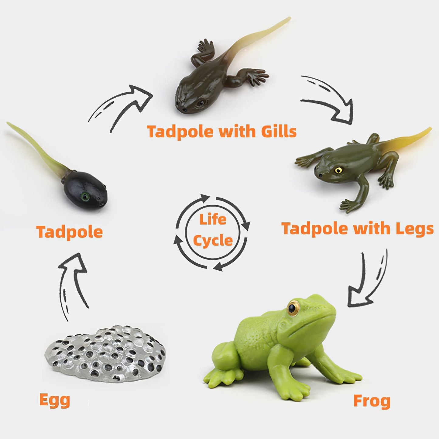 MIKNEKE Montessori Life Cycle Learning & Education Toys, Plastic Insect Ladybug Monarch Butterfly Tadpole to Frog Kit Life Cycle Toys for Kids, Preschool Learning Activities for Toddlers