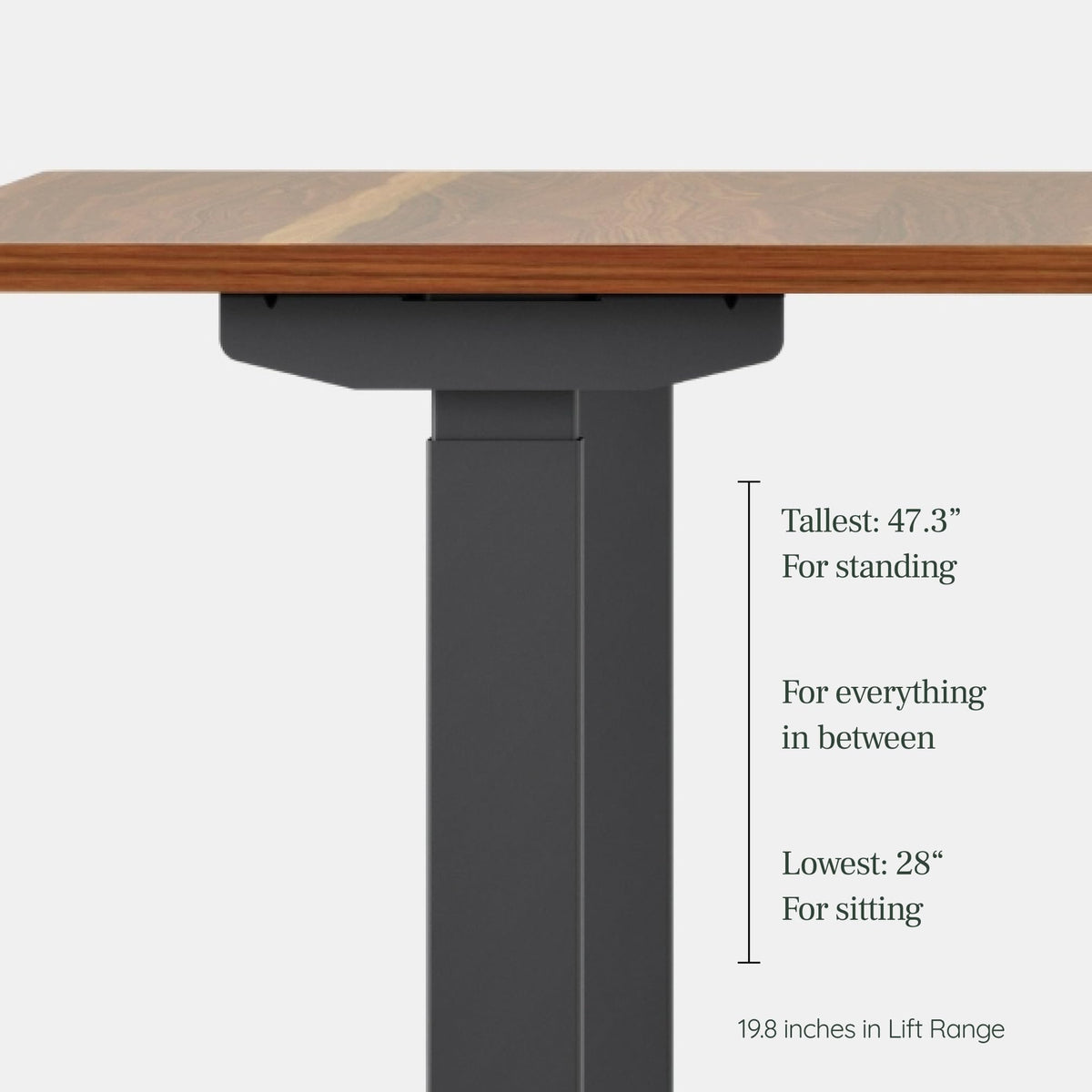 Branch Duo Standing Desk 36 Inches - Adjustable Standing Desk with 20” Range - OLED Control Panel - Frameless Design & Compact Size Suitable for Many Spaces - White Base - Walnut Top