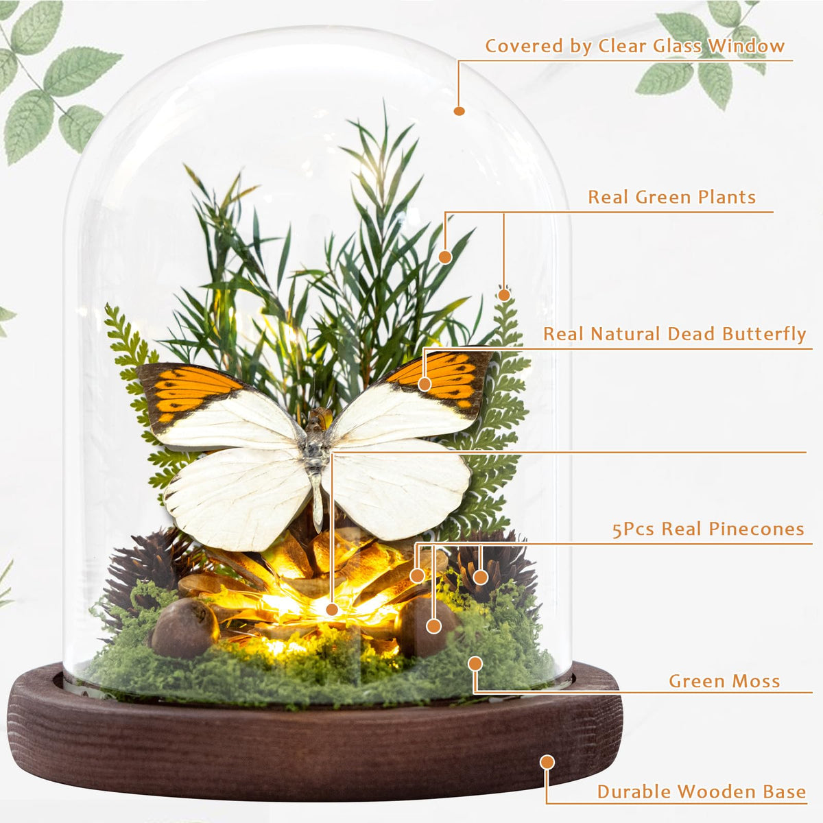 Glass Taxidermy Butterfly Shadow Box, Butterfly Gifts for Women Girls with Glass Cover, Light Up Butterfly Decor for Bedroom Office Living Room Desk (Not Include Battery)