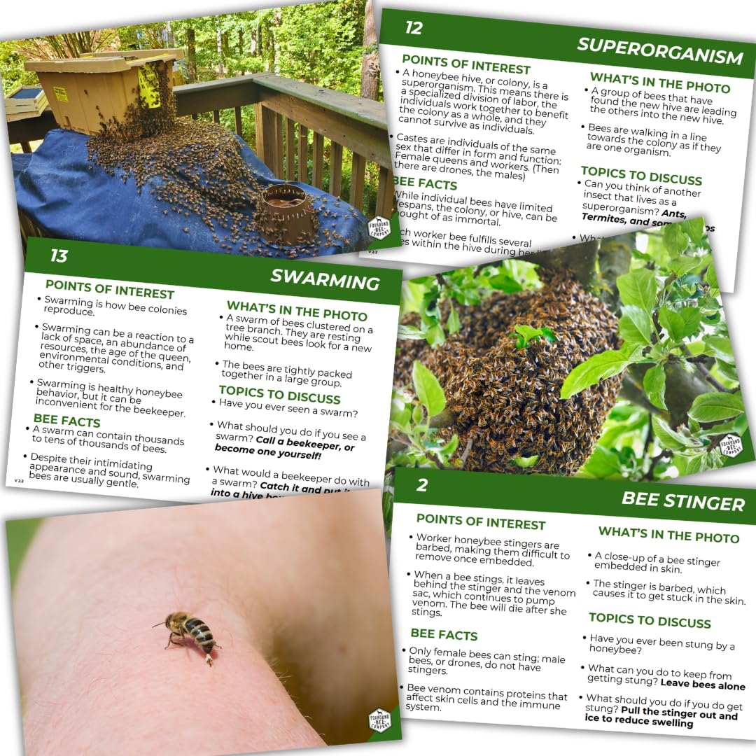Educational Beekeeping Cards – 12x18 Oversized Beekeeping Flashcards for Teaching Bees and Beekeeping - Classroom and Workshop Learning Tool (Basic Set - Laminated)