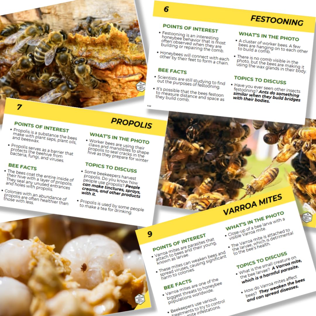 Educational Beekeeping Cards – 12x18 Oversized Beekeeping Flashcards for Teaching Bees and Beekeeping - Classroom and Workshop Learning Tool (Complete Set - Heavy Card Stock)