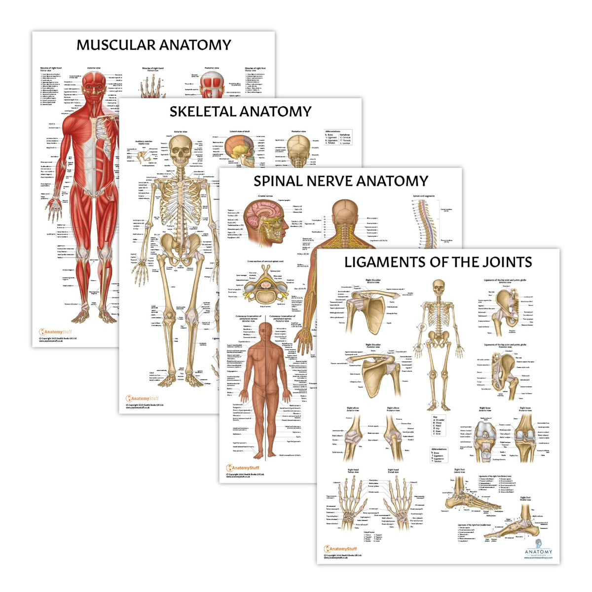 Anatomy Lab Muscular, Skeletal, Ligaments of the Joints, and Spinal Nerves Human Anatomy Poster Set - 4 PACK LAMINATED 17.3 x 22.5 Inches, Body System Bundle, Anatomy and Physiology