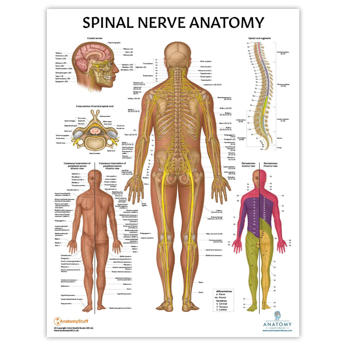 Anatomy Lab Muscular, Skeletal, Ligaments of the Joints, and Spinal Nerves Human Anatomy Poster Set - 4 PACK LAMINATED 17.3 x 22.5 Inches, Body System Bundle, Anatomy and Physiology