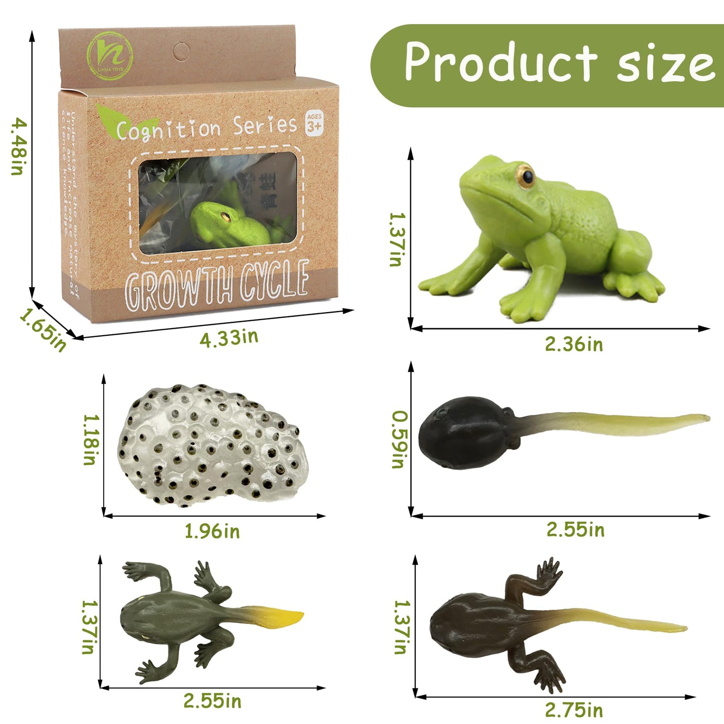 Mbrain5pcs Frog Growth Cycle with Flash Cards,Life Cycle Learning & Education Toys,Montessori Toys,Gift for Girl & Boy for 3 4 5 6 7 Year Old (Frog)