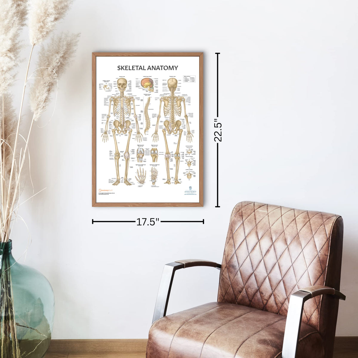 Anatomy Lab Muscular, Skeletal, Ligaments of the Joints, and Spinal Nerves Human Anatomy Poster Set - 4 PACK LAMINATED 17.3 x 22.5 Inches, Body System Bundle, Anatomy and Physiology