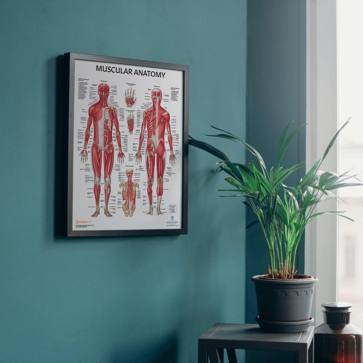 Anatomy Lab Muscular, Skeletal, Ligaments of the Joints, and Spinal Nerves Human Anatomy Poster Set - 4 PACK LAMINATED 17.3 x 22.5 Inches, Body System Bundle, Anatomy and Physiology