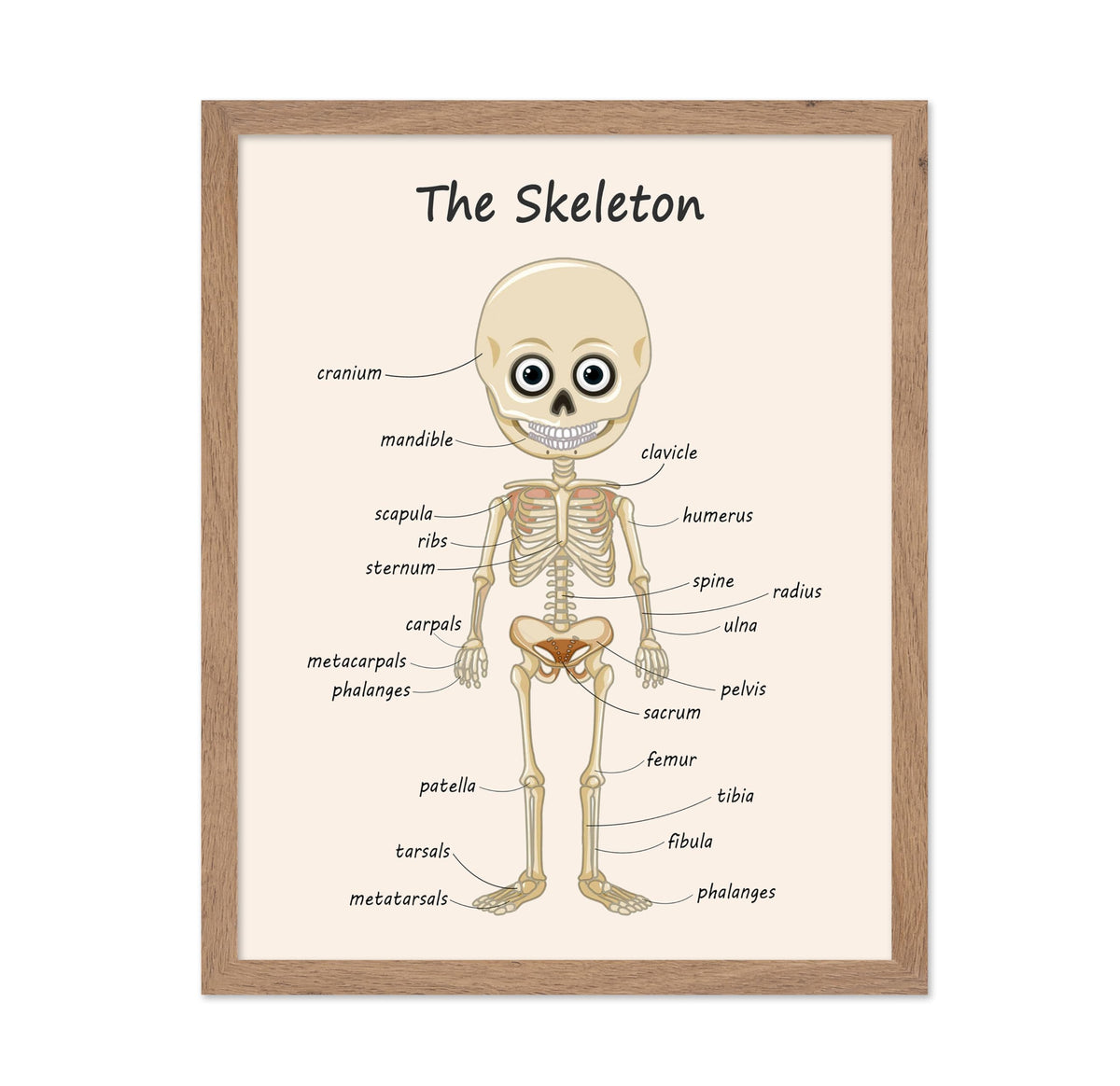 Poster Master The Skeleton Poster - Human Skeleton Print - Learning Materials Art - Science Art - Gift for Students & Teacher - Fun Decor for Classroom, Library or Nursery, 11x14 Beige Framed