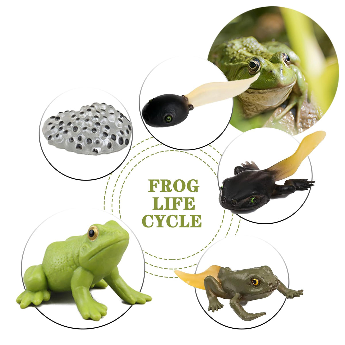 Mbrain5pcs Frog Growth Cycle with Flash Cards,Life Cycle Learning & Education Toys,Montessori Toys,Gift for Girl & Boy for 3 4 5 6 7 Year Old (Frog)