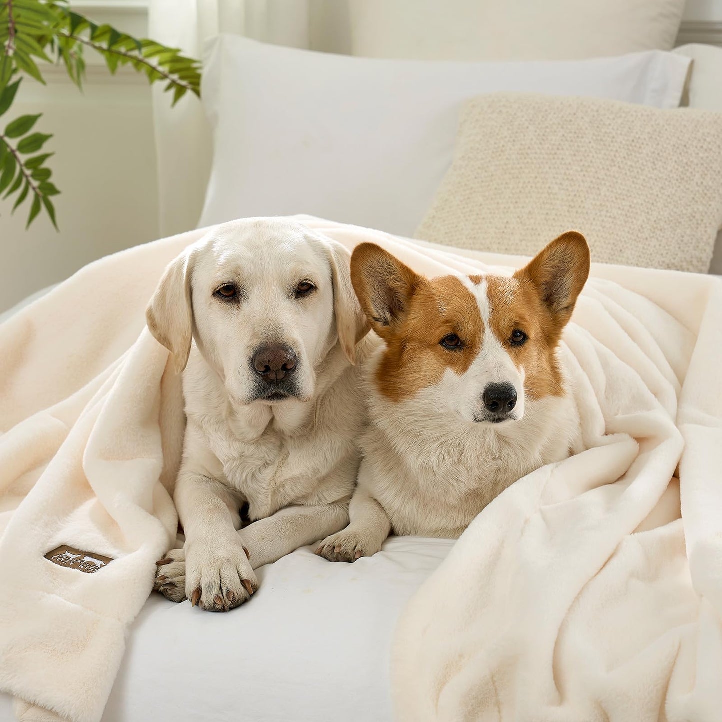 COZY KISS Luxury Faux Fur Throw Blanket Twin, Ultra Soft Waterproof Pet Blanket, Cozy Warm Plush Blanket for Bed Sofa Bedroom Living Room, Liquid Pee Proof for Large Dog or Cat, 60x80 inch, Cream