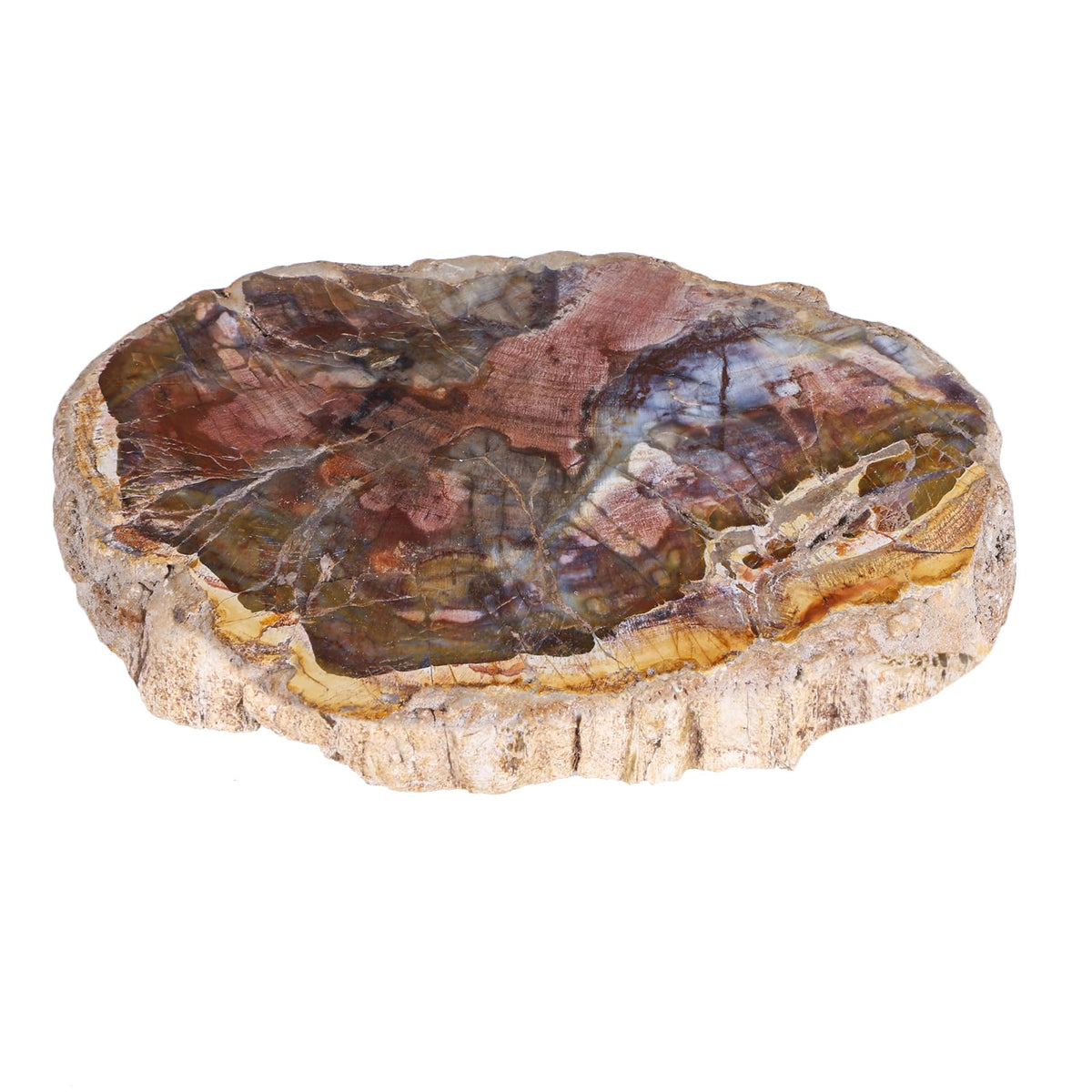 Sportmusies Natural Petrified Wood Slice Mineral Specimen Home Office Decoration, Irregular-Shaped Fossil Wood Stone Reiki Meditation, 1.96-5.51 inches
