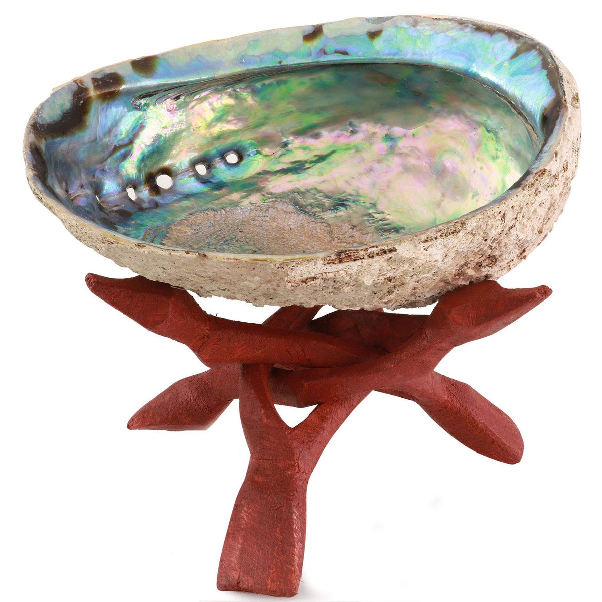 Natural Abalone (Pāua) Shell, with Stand,6-6.5 Inches,Supreme for Smudging,Cleansing Home,Meditation,Shell Crafts,Incense Holder,100% Natural, Sustainably Sourced by Ocean Shell Studios NZ