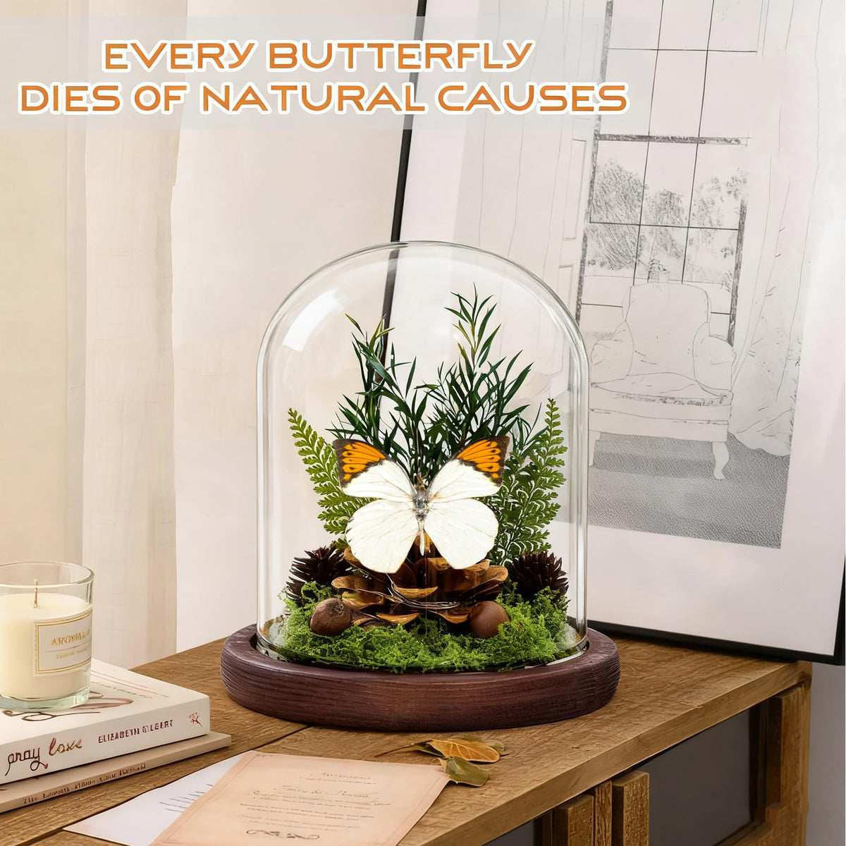 Glass Taxidermy Butterfly Shadow Box, Butterfly Gifts for Women Girls with Glass Cover, Light Up Butterfly Decor for Bedroom Office Living Room Desk (Not Include Battery)