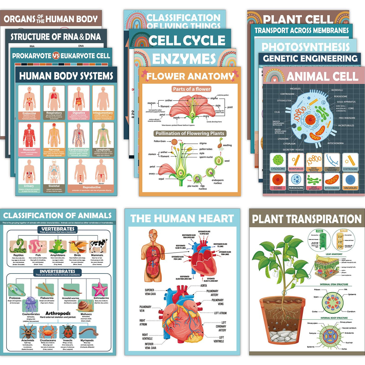16Pcs Boho Science Posters for Classroom Middle School Supplies Biology Poster Classroom Decoration Life Science Posters Charts for Teachers High School Education Bulletin Wall Decor