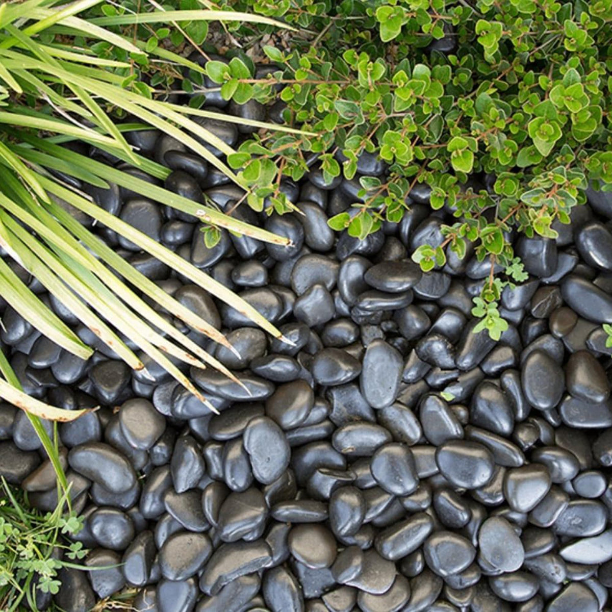 VINICS 5lbs Large Pebbles for Indoor Plants, 2-3 Inch Natural Black River Rocks for Aquarium, High Polished Decorative Stones for Vase Filler Fish Tank Landscaping Garden