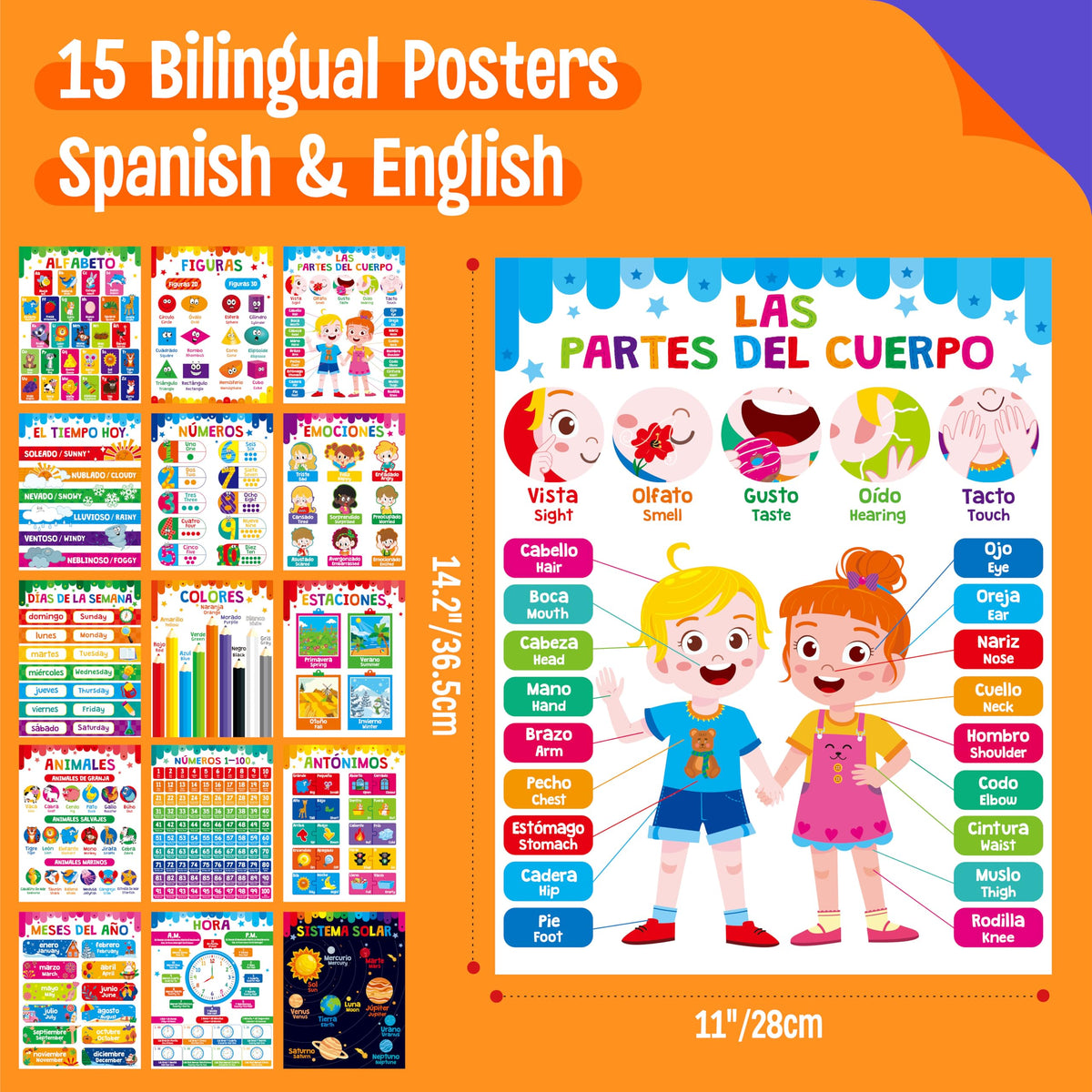 15 Packs Spanish & English Educational Posters, Thick Elementary Bilingual Poster Waterproof & Tearproof with PET Film, Early Language Learning Tool Educational Posters for Kindergarten Preschool