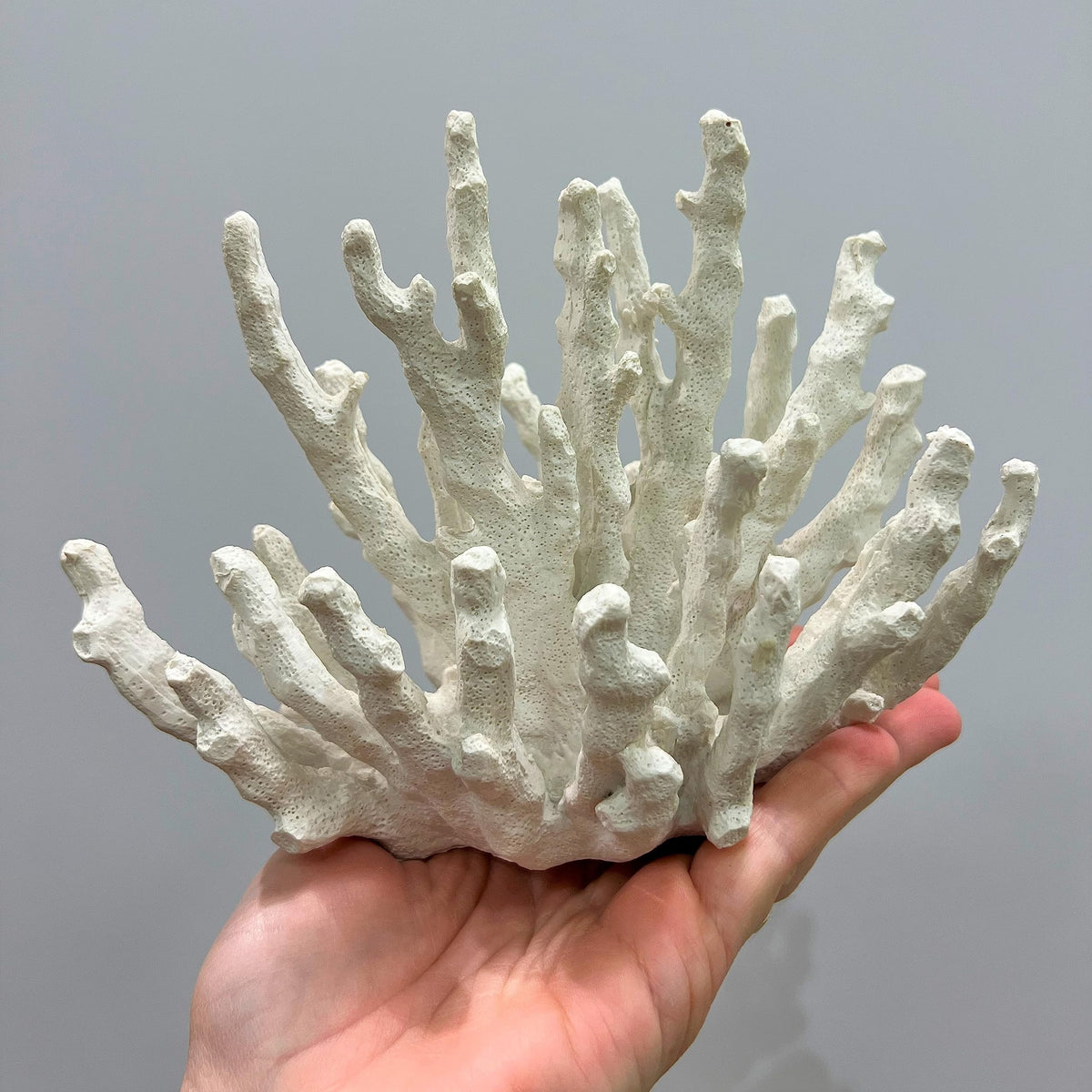 Abbott Collection 20-SEASHORE/45 Small White Finger Coral Decorative Resin Figurine