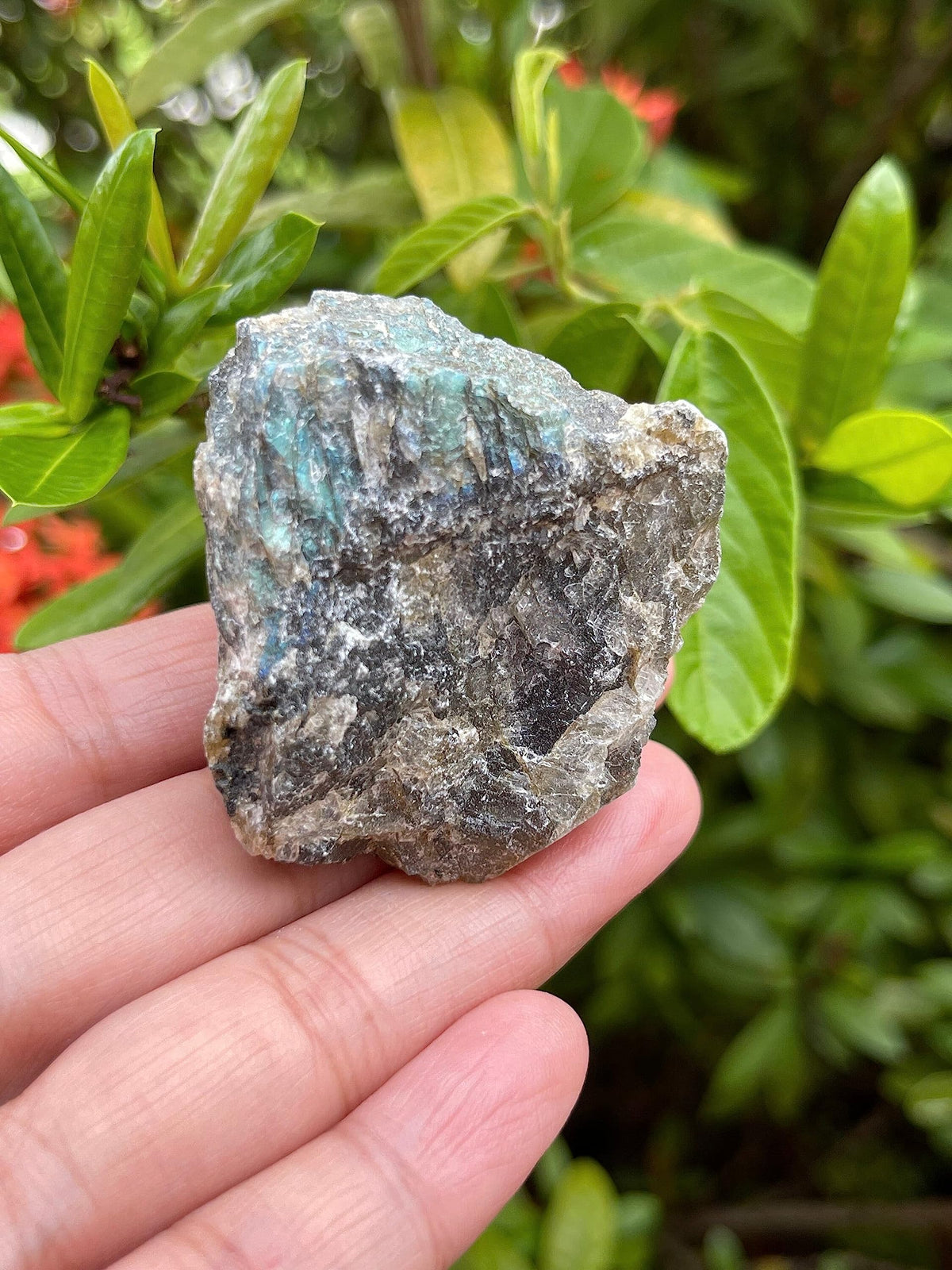 GAF TREASURES 1 Pound Raw Labradorite - Natural Labradorite Stone, Natural Rough Labradorite, Labradorite Rough, Labradorite Rocks (Labradorite)