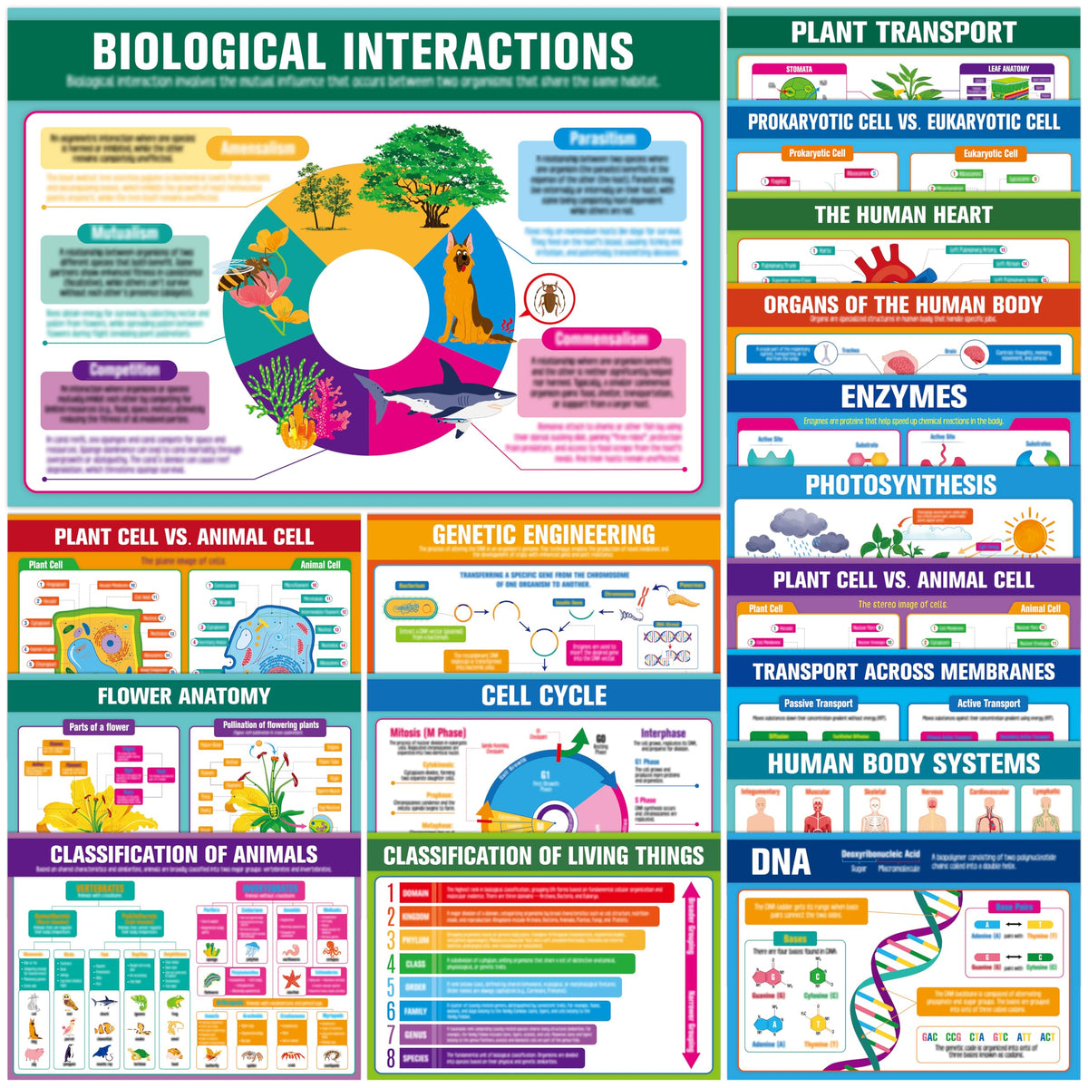 17 Laminated Biology Posters, Human Body System, Cell Anatomy, DNA, Photosynthesis, Educational Science Charts For Middle & High School, Learning Tool For Classroom, Bulletin Board, Room, 11”x16”